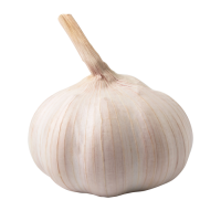 Garlic Bulb